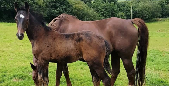 Horses